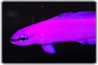 Orchid Dottyback